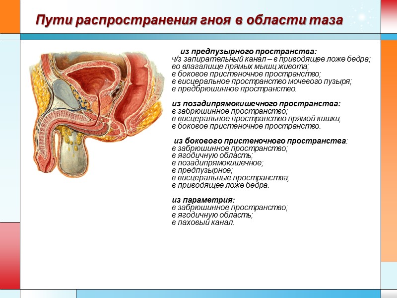 из предпузырного пространства:  ч/з запирательный канал – в приводящее ложе бедра; во влагалище
